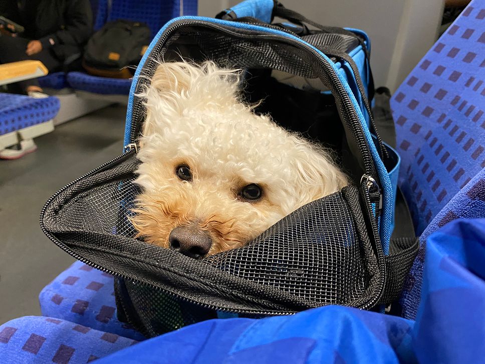 Ein Zwergpudel sitzt in einer Tasche auf einem blauen Sitz in einer Regionalbahn.